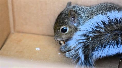 Baby Squirrel Looks About 10 12 Weeks Old Youtube