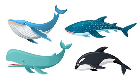 Whales Collection In Cartoon Illustration 6607697 Vector Art At Vecteezy