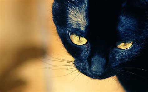 Black Cat Eyes Wallpaper Wallpapersafari