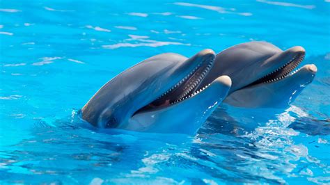 Dolphin The Friend Of Human In The Sea Dolphin Friendly Sunscreen