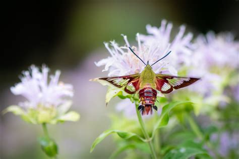 Hummingbird Clearwing Moth — Todd Henson Photography