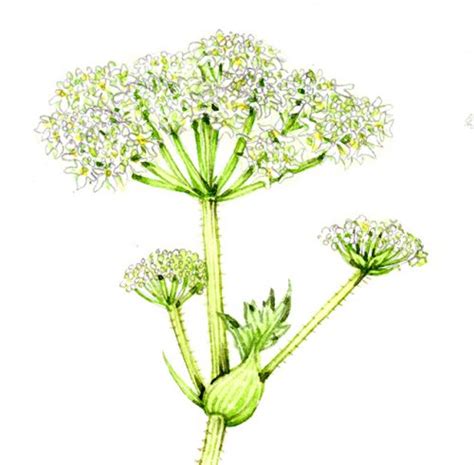 Comparing Hogweed Heracleum Species Lizzie Harper