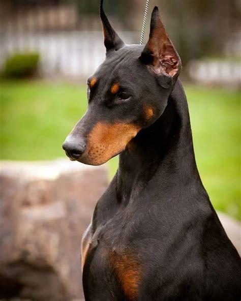 16 Cool Facts About Doberman Pinschers Page 4 Of 6