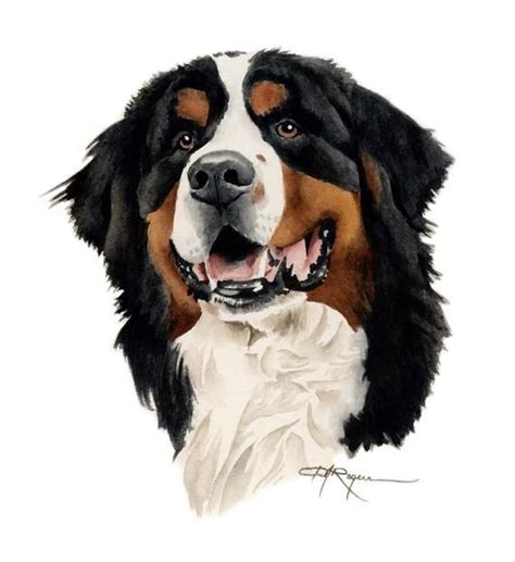 Bernese Mountain Dog Art Print Door Kunstenaar D J Rogers Etsy Dog