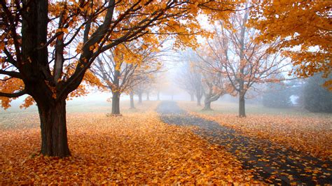 Stock Images Autumn Leaves Tree Yellow 4k Stock Images