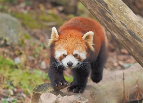 80 Most Popular Red Panda Names Petpress