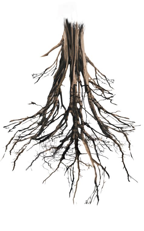 Tree Root Png Png Image Collection
