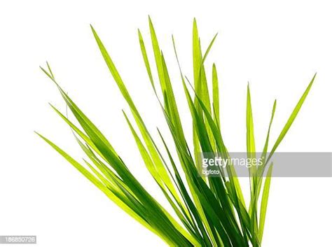 Blade Of Grass Photos And Premium High Res Pictures Getty Images