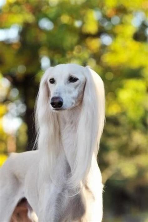 cute pictures  saluki dog  puppies clicks     fall  love