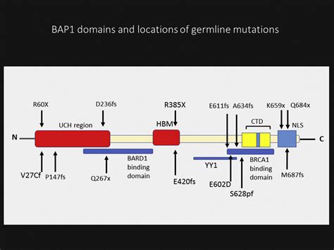 Schematic Structure Of Brca1 Associated Protein 1 Bap1 Domains And