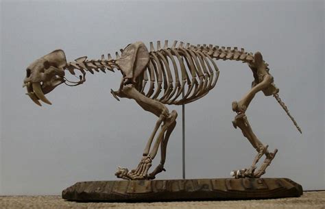 Smilodon Populator Smilodon Prehistoric Creatures Fossils