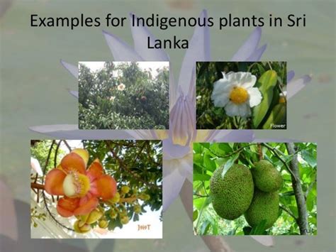 Endemic Plants In Sri Lanka