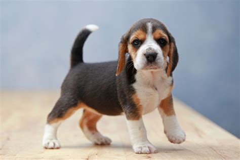 BEAGLE - opis rasy, cena, charakter - Rasy psów - Psy.pl