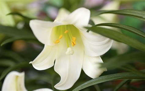 Easter Lily Pet Poison Helpline