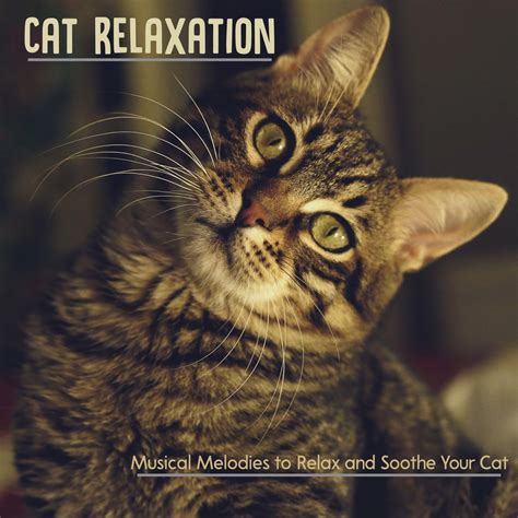 Cat Relaxation Musical Melodies To Relax And Soothe Your Cat