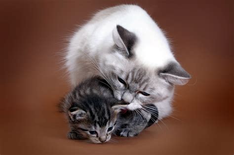 How To Introduce A Kitten To An Older Cat Thecatsite