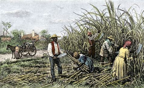 Sugar Plantations A Brief History