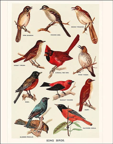 song birds poster wildlife lithograph print vintage wild etsy bird prints vintage birds