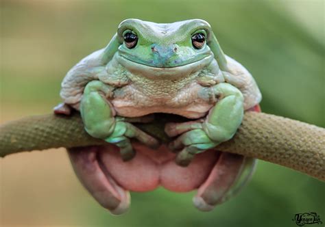 Do Frogs Have Facial Expressions Or Is This Photoshop Rfrogs
