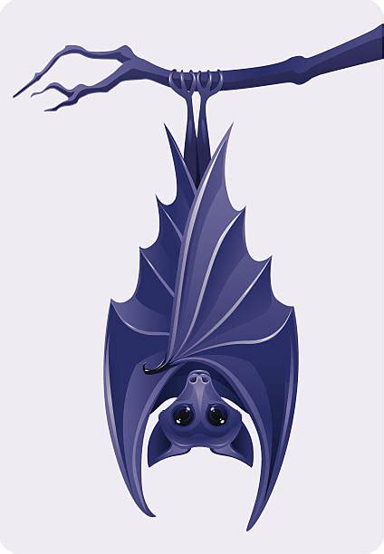 Drawings Of Bats Hanging Upside Down Lineartillustrationvector