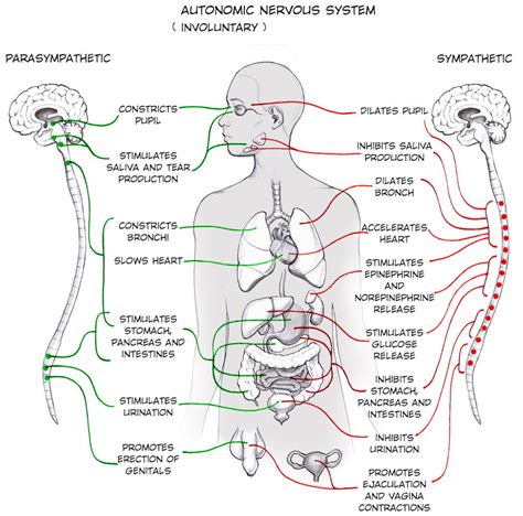 How The Autonomic Nervous System Impacts Daily Life Intro Psych Blog F19 Group 8