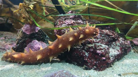 Their sea cucumbers are processed naturally and frozen. Sea Cucumber Crime in India - OCEANS ASIA