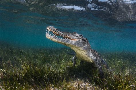 Greg Lecoeur Underwater And Wildlife Photography American Crocodile