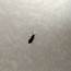 Small Black Bugs In Pantry Foods  ThriftyFun