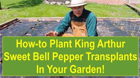 Growing awesome peppers in pots. Tips and Ideas on How-to Plant King Arthur Sweet Bell ...