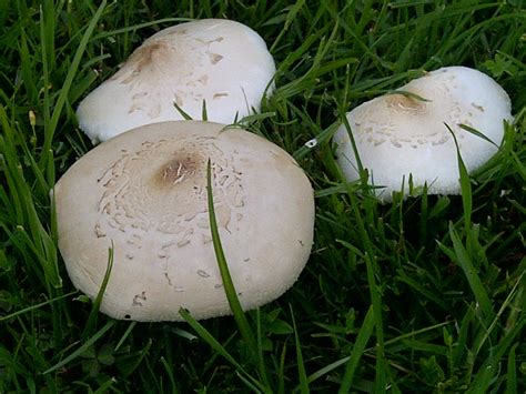 Common Lawn Mushrooms What Are They Mushroom Hunting And