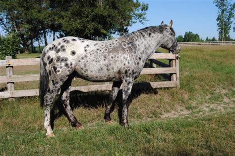 Primed And Painted Acres Foundation Appaloosas Minnesota Peacock Leopard Appaloosa BCA