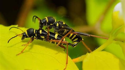 Wasp Beetle Clytus Arietis British Beetles Woodland Trust