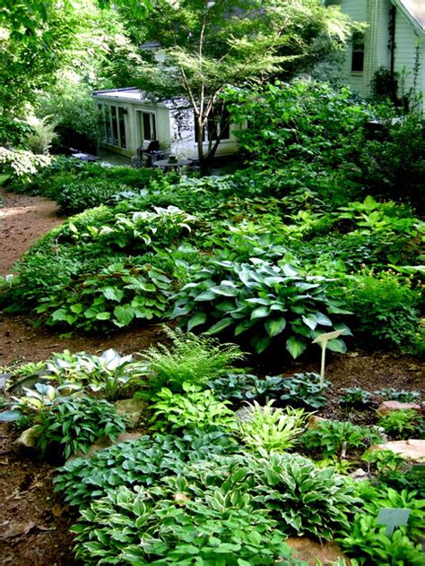 Dwarf Lady Fern Carolyns Shade Gardens