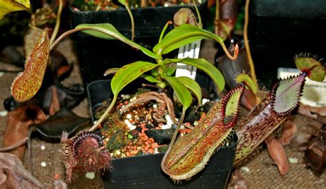 Top 10 Deadly And Fascinating Carnivorous Plants