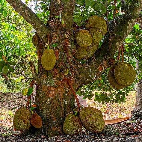 Jack Fruit Tree Growing Jackfruit From Seed Panasa A Full Guide