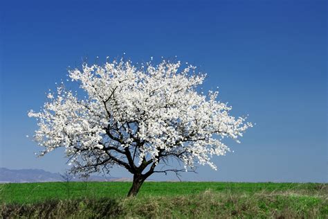 White Blossoming Tree Shutterstock Saint Benedicts Monastery