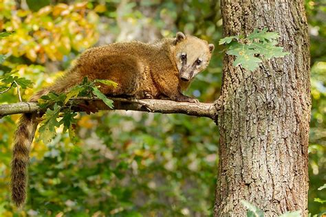 What Animals Live In The Tropical Rainforest Worldatlas