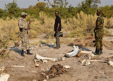 Elephant Poaching Botswana Gov Provides Context Questions Irresponsible Reporting Africa