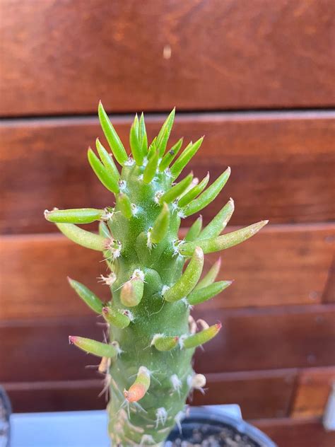 Eves Pin Needle Cactus Austrocylindropuntia Subulata Ship Etsy