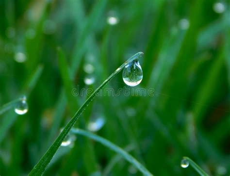 Green Grass With Water Drops Stock Photo Image Of Garden Green