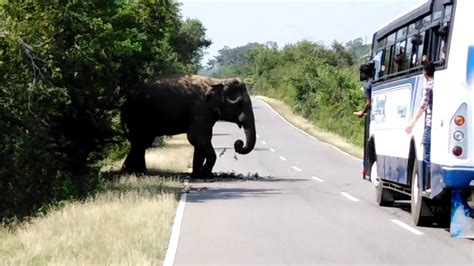 New Elephant Attack Wild Tusker Elephant Youtube