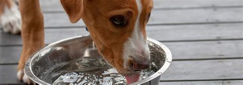 Intermittent Blood In Urine Dog Intens Sporadic