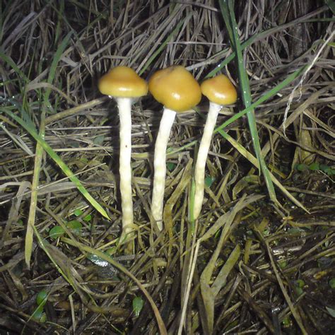 Psychedelic Mushrooms In Montana All Mushroom Info