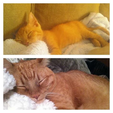 18 Awesome Then And Now Photos From Kittenhood To Cat