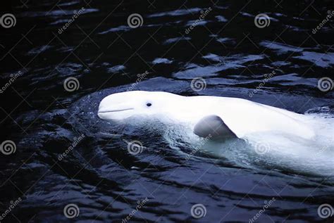 Baleia Branca Da Beluga Que Acena No Visor Foto De Stock Imagem De