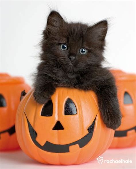 Happy Halloween Kittens Cutest Cute Animals Cute Cats