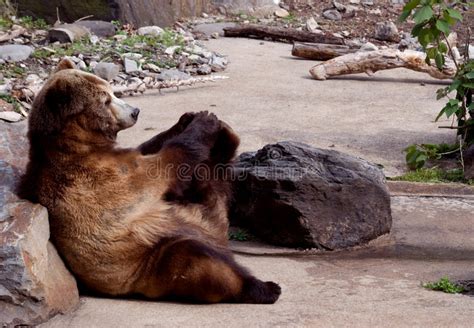 Yoga Bear Stock Image Image Of Wild Captivity Grizzly 2824585