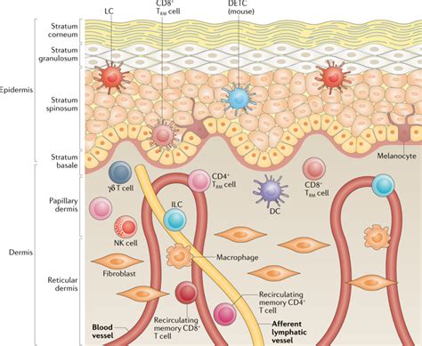 T Cells And The Skin From Protective Immunity To Inflammatory Skin