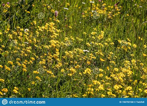View Of Wild Yellow Flowers In A Meadow Stock Photo Image Of