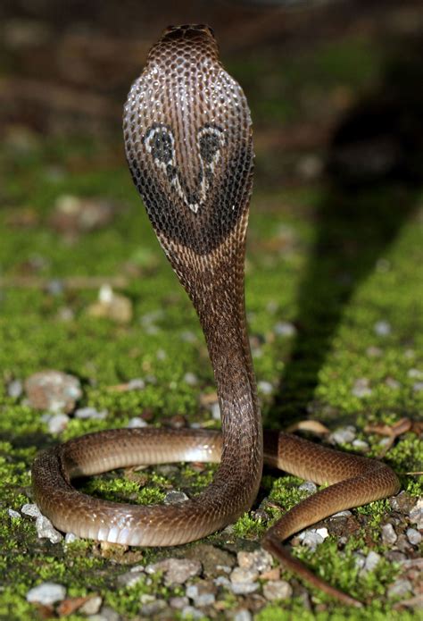 Indian Cobra Naja Naja King Cobra Snake Snake Photos Cobra Snake